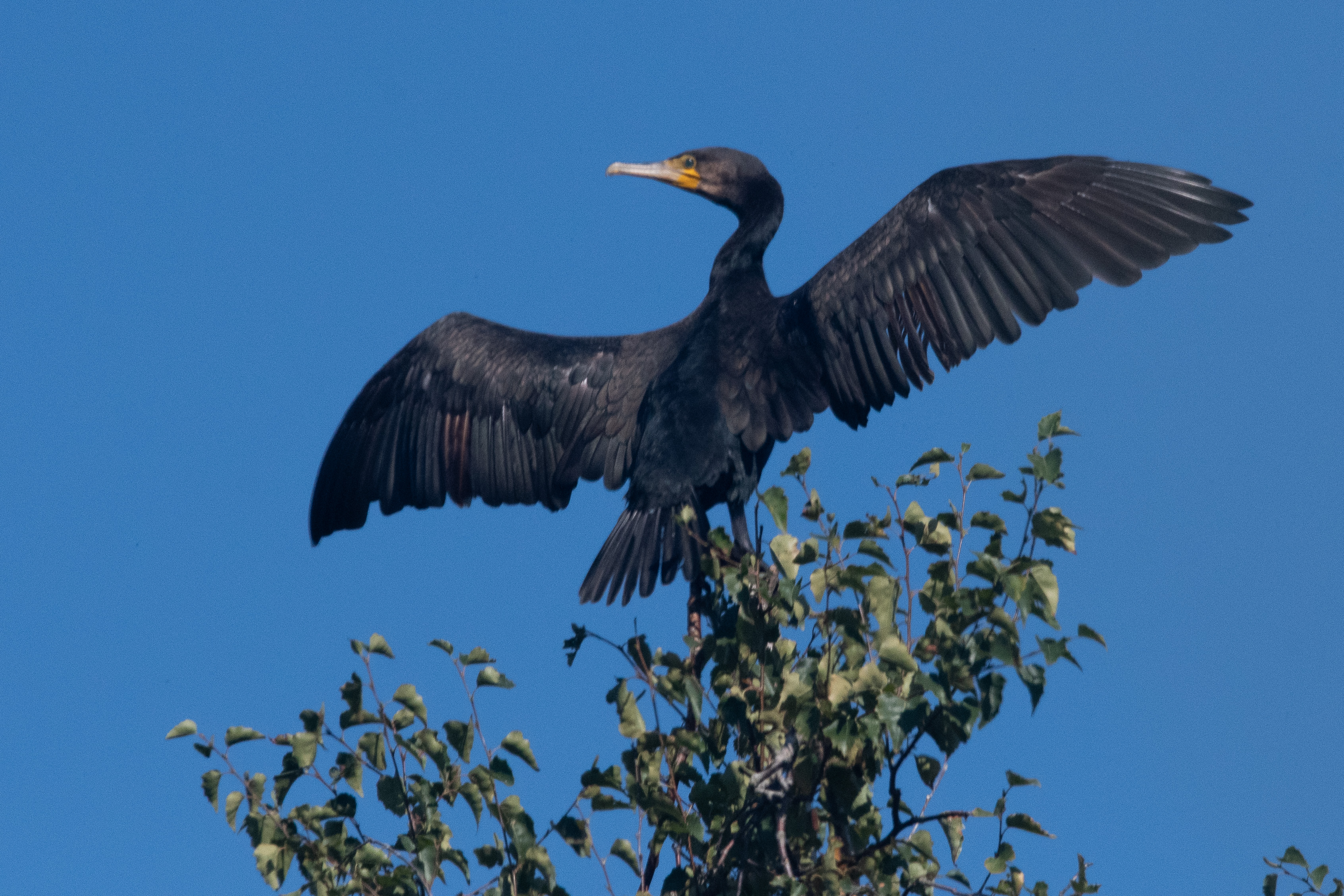 Grand cormoran (Great Cormorant, Phalacocrorax carbo), adulte nuptial perché sur l'un des dortoirs de la Réserve de Mont-Bernanchon, Hauts de France.